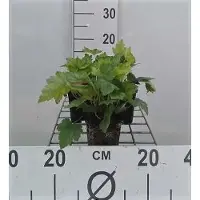 GRDplanten 6 x Heucherella alba 'Bridget Bloom' - Bastardschaumblüte - Topf 9 x 9 cm