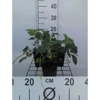 GRDplanten 6 x Fragaria (a) 'Pink Panda' ('frel') - Wald-Erdbeere - Topf 9 x 9 cm