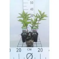 GRDplanten 6 x Eupatorium mac. 'Riesenschirm' - Wasserdost - Topf 9 x 9 cm