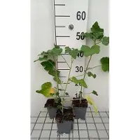 GRDplanten 6 x Lavatera hybr. 'Candy Floss' - Buschmalve - Topf 9 x 9 cm