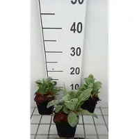 GRDplanten 6 x Lychnis coronaria - Lichtnelke - Topf 9 x 9 cm