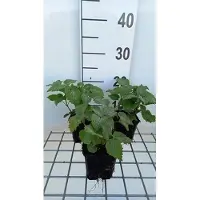 GRDplanten 6 x Lamium orvala - Taubnessel - Topf 9 x 9 cm