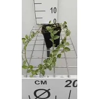 GRDplanten 12 x Vinca minor 'Argenteovariegata' - Kleine Immergrüne Waldrebe 'Argenteovariegata - Topf 9 cm x 9 cm