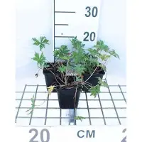 GRDplanten 6 x Geranium pratense - Storchenschnabel- Topf 9 x 9 cm