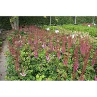 GRDplanten 6 x Astilbe chin. 'Purpurlanze' - Prachtspiere - Topf 9 x 9 cm