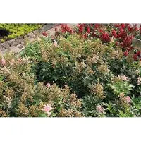 GRDplanten 6 x Astilbe (j) 'Europa' - Prachtspiere - Topf 9 x 9 cm