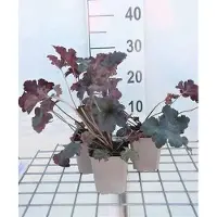 GRDplanten 6 x Heuchera hybr. 'Stormy Seas' - Purpurglöckchen - Topf 9 x 9 cm