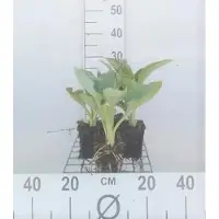 GRDplanten 6 x Hosta hybr. 'Big Daddy' - Hosta - Topf 9 x 9 cm