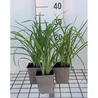 GRDplanten 6 x Hemerocallis hybr. 'Crimson Pirate' - taglilie - Topf 9 x 9 cm