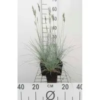 GRDplanten 6 x Festuca glauca 'Elijah Blue' - Blaugrünes Schwingel - Topf 9 x 9 cm