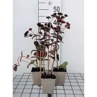 GRDplanten 6 x Sedum hybr. 'Purple Emperor' - Fettblatt - Topf 9 x 9 cm