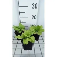 GRDplanten 6 x Primula jap. 'Apple Blossom' - Kugelprimel - Topf 9 x 9 cm