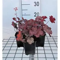 GRDplanten 6 x Heuchera hybr. 'Cherry Cola' - Purpurglöckchen - Topf 9 x 9 cm