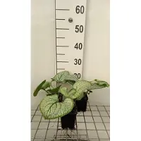 GRDplanten 6 x Brunnera macr. 'Silver Heart' - Kaukasisches Vergissmeinnicht - Topf 9 x 9 cm