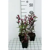 GRDplanten 6 x Lobelia 'Tania' - Lobelie - Topf 9 x 9 cm