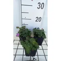 GRDplanten 6 x Geranium sang. 'Shooting Star' - Storchenschnabel- Topf 9 x 9 cm