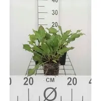 GRDplanten 6 x Persicaria ampl. 'Rosea' - Kerzenknöterich - Topf 9 x 9 cm