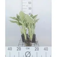 GRDplanten 6 x Hosta hybr. 'Francee' - Hosta - Topf 9 x 9 cm