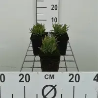 GRDplanten 6 x Lavandula ang. 'Dwarf Blue' - Lavendel - Topf 9 x 9 cm