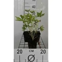 GRDplanten 6 x Lupinus hybr. 'Gallery Blue' - Lupine - Topf 9 x 9 cm