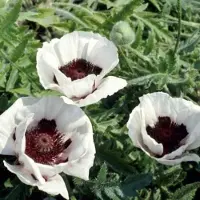 GRDplanten 6 x Papaver or. 'Perry's White' - Mohn - Topf 9 x 9 cm