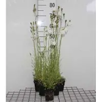 GRDplanten 6 x Campanula pers. 'Alba' - Bergminze - Topf 9 x 9 cm