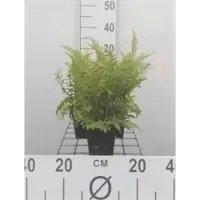 GRDplanten 6 x Polystichum set. 'Herrenhausen' - Borsten-Wurmfarn 'Herrenhausen' - Topf 9 x 9 cm