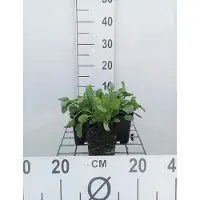 GRDplanten 6 x Leucanthemum vulgare (chrysanth. leucanth.) - Margerite - Topf 9 x 9 cm