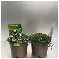 GRDplanten 6 x Isotoma fluviatilis 'Alba' ('white') - Isotoma - Topf 9 x 9 cm