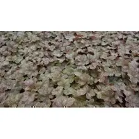 GRDplanten 6 x Heuchera hybr. 'Pinot Gris' - Purpurglöckchen - Topf 9 x 9 cm