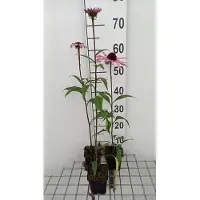 GRDplanten 6 x Echinacea purp. 'Augustkönigin' - Sonnenhut - Topf 9 x 9 cm