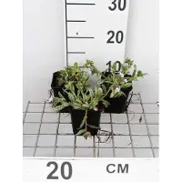 GRDplanten 6 x Pulmonaria hybr. 'Opal' - Braunelle - Topf 9 x 9 cm