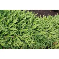 GRDplanten 6 x Digitalis hybr. 'Glory of Roundway' - Fingerhut - Topf 9 x 9 cm