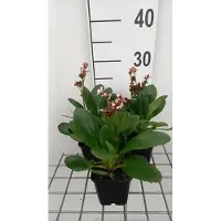 GRDplanten 6 x Bergenia hybr. 'Dragonfly Angel Kiss' - pseudodictamnus - Topf 9 x 9 cm
