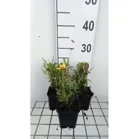 GRDplanten 6 x Coreopsis grand. 'Sunkiss' - Mädchenauge - Topf 9 x 9 cm