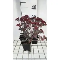 GRDplanten 6 x Sedum hybr. 'José Aubergine' - Fettblatt - Topf 9 x 9 cm