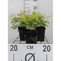 GRDplanten 6 x Astilbe (a) 'Brautschleier' - Prachtspiere - Topf 9 x 9 cm