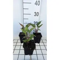 GRDplanten 6 x Echinacea purp. 'Delicious Candy' - Sonnenhut - Topf 9 x 9 cm