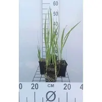 GRDplanten 6 x Crocosmia masoniorum - Crocosmia - Topf 9 x 9 cm