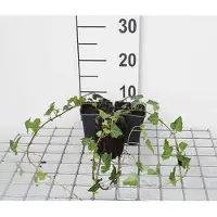 GRDplanten 12 x Hedera helix - Gemeiner Efeu - Topf 9 cm x 9 cm