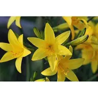 GRDplanten 6 x Hemerocallis hybr. 'Lilioasphodelus' (flava) - taglilie - Topf 9 x 9 cm