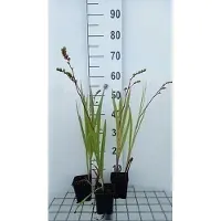 GRDplanten 6 x Crocosmia hybr. 'Emberglow' - Crocosmia - Topf 9 x 9 cm