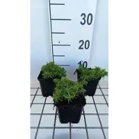 GRDplanten 6 x Phlox (s) 'Samson' - Flammenblume - Topf 9 x 9 cm