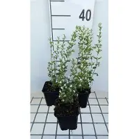 GRDplanten 6 x Calamintha nep. 'White Cloud' - Bergminze - Topf 9 x 9 cm
