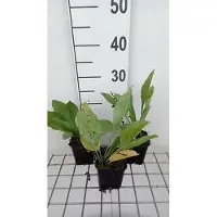 GRDplanten 6 x Rudbeckia maxima - Sonnenhut - Topf 9 x 9 cm