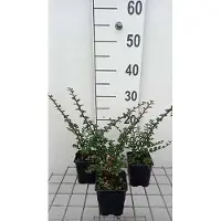 GRDplanten 12 x Cotoneaster horizontalis - Fächer-Cotoneaster - Topf 9 cm x 9 cm