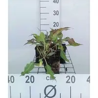 GRDplanten 6 x Persicaria ampl. 'Dark Red' - Kerzenknöterich - Topf 9 x 9 cm