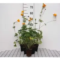 GRDplanten 6 x Trollius chin. 'Golden Queen' - Trollblume - Topf 9 x 9 cm