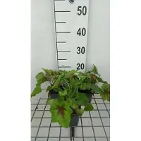 GRDplanten 6 x Heucherella hybr. 'Art Nouveau' - Bastardschaumblüte - Topf 9 x 9 cm