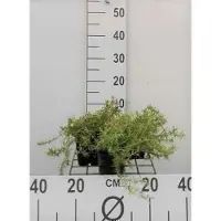 GRDplanten 6 x Phlox (s) 'Moerheimii' - Flammenblume - Topf 9 x 9 cm
